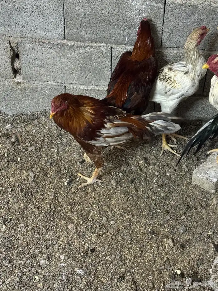 ديك باكستاني 0