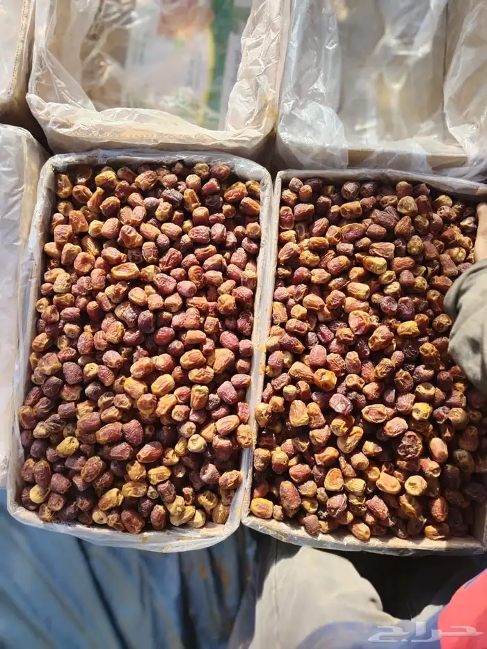 تمر سكري وخلاص 5