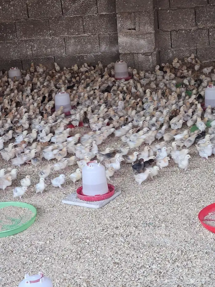 للبيع صوص بلدي 0