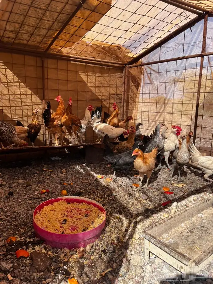 دجاج للبيع 2