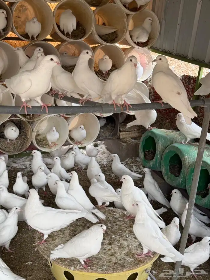 حمام فرنسي لاحم 1