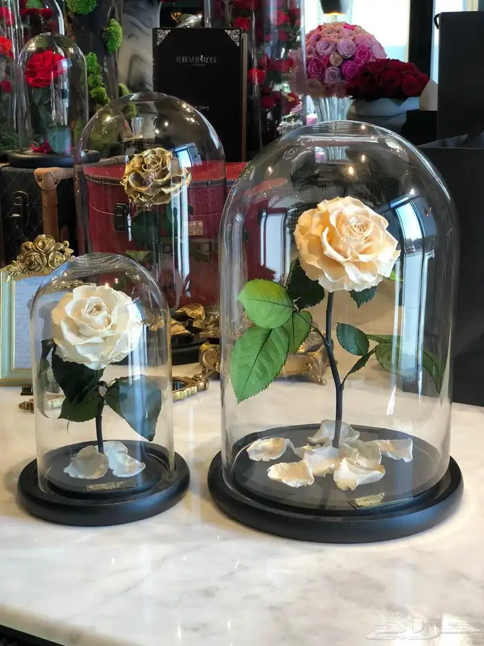 بضاعه ورود واكسسوارات 17