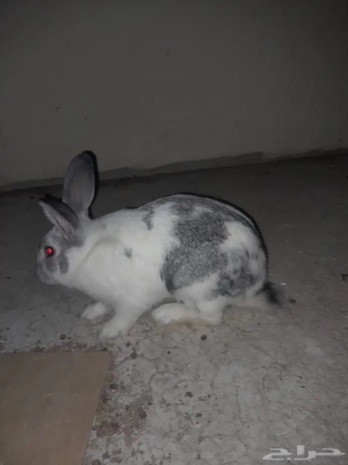 ارانب بابيون العملاق 1