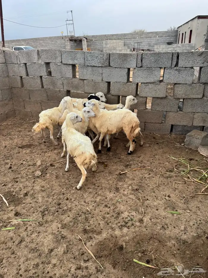 رخال للبيع 1