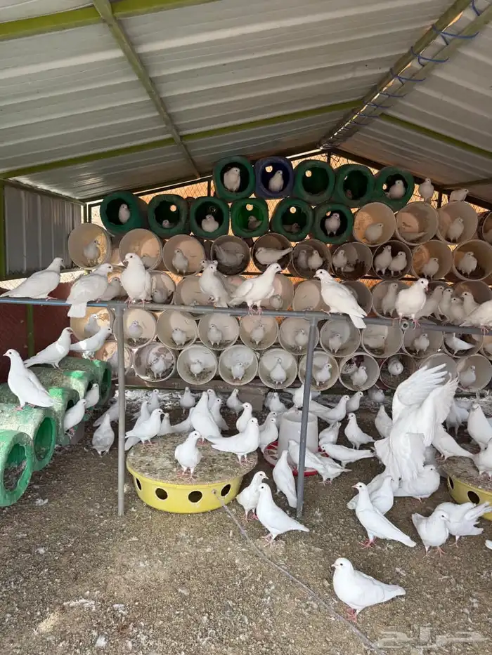 حمام فرنسي لاحم 3