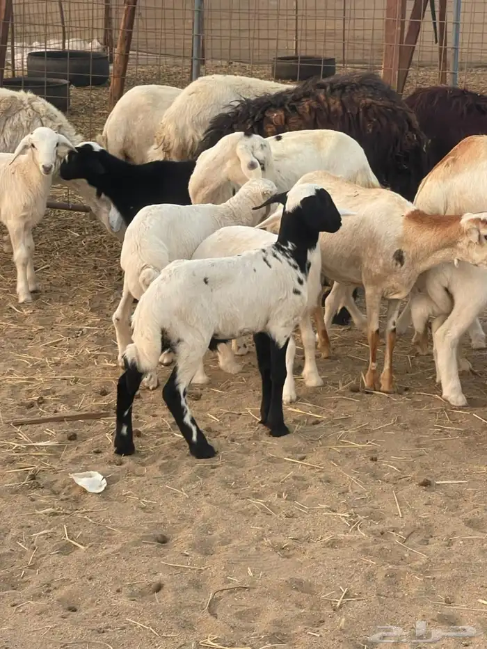 10 ضان ولد حريات ورفد تبارك الرحمن 17