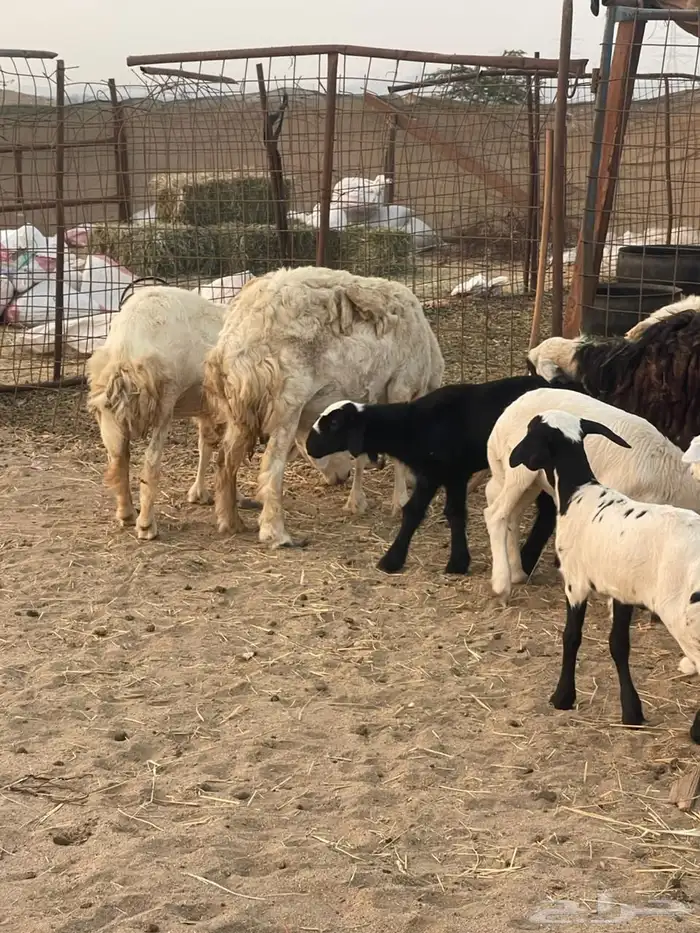 10 ضان ولد حريات ورفد تبارك الرحمن 20