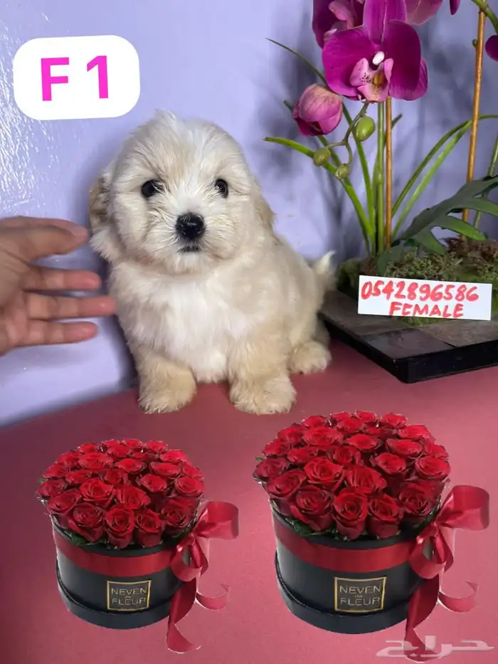 mini Maltese and mini Shitzhu 4