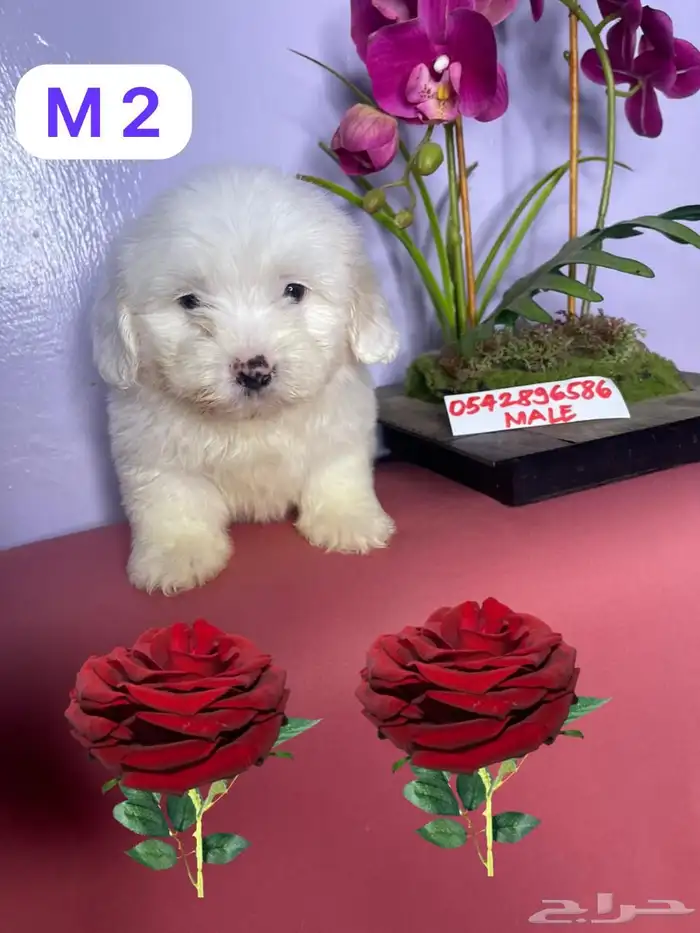 mini Maltese and mini Shitzhu 5