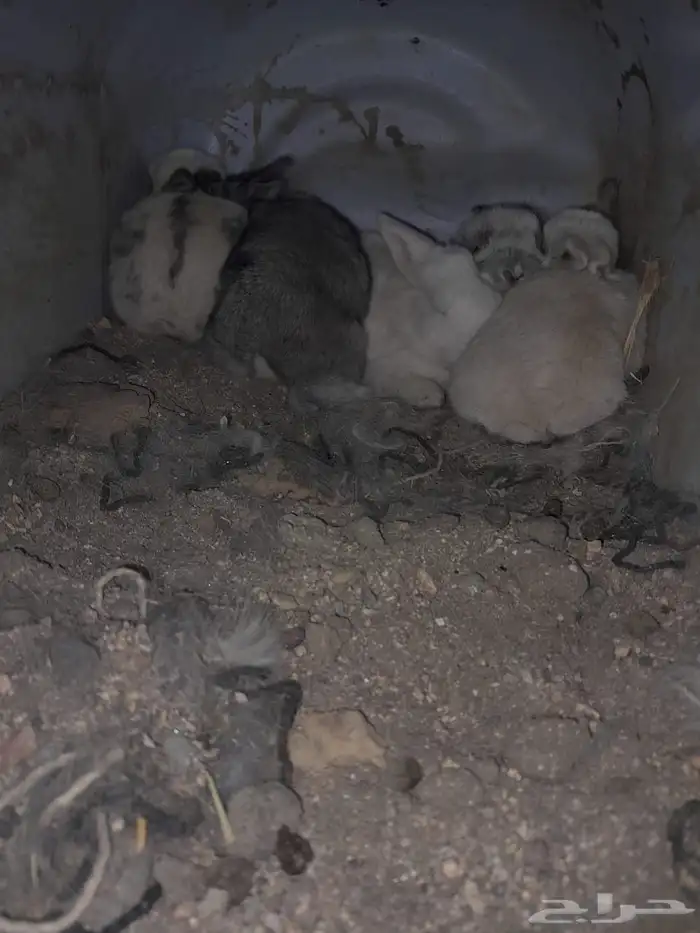 ارانب بابيون العملاق 2