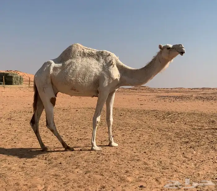 خفوت وضحاء جاهزة للضراب 0