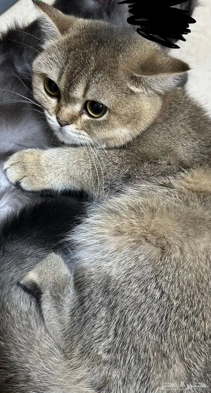 قطه سكوتش للبيع 3