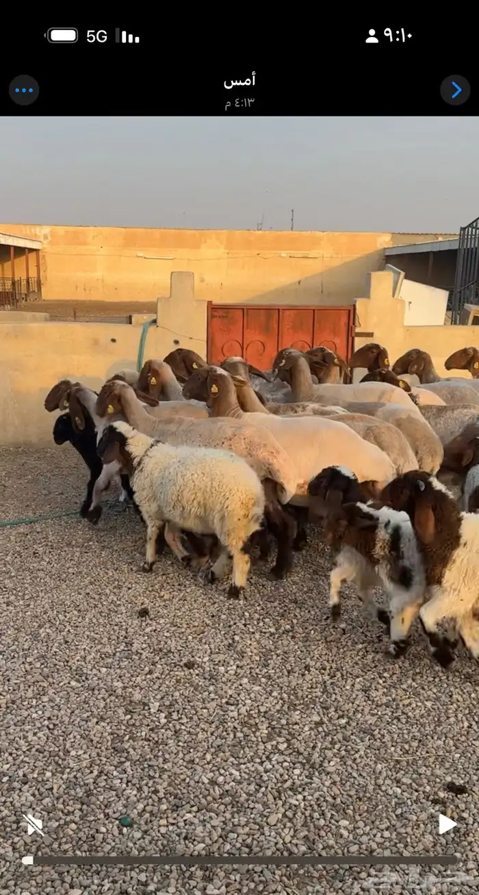 غنم نعيم مطافيل 2