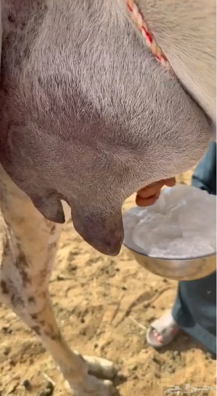 خلفه وضحا تحتها بكره 4