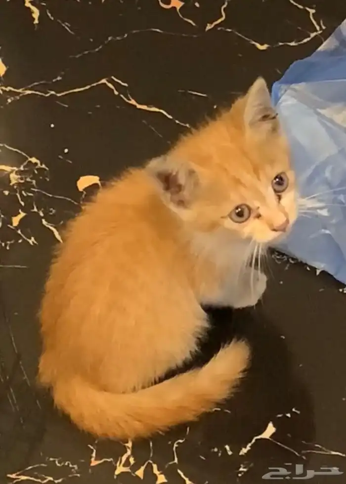 قط كيتين بلدي للتبني منقذ 1