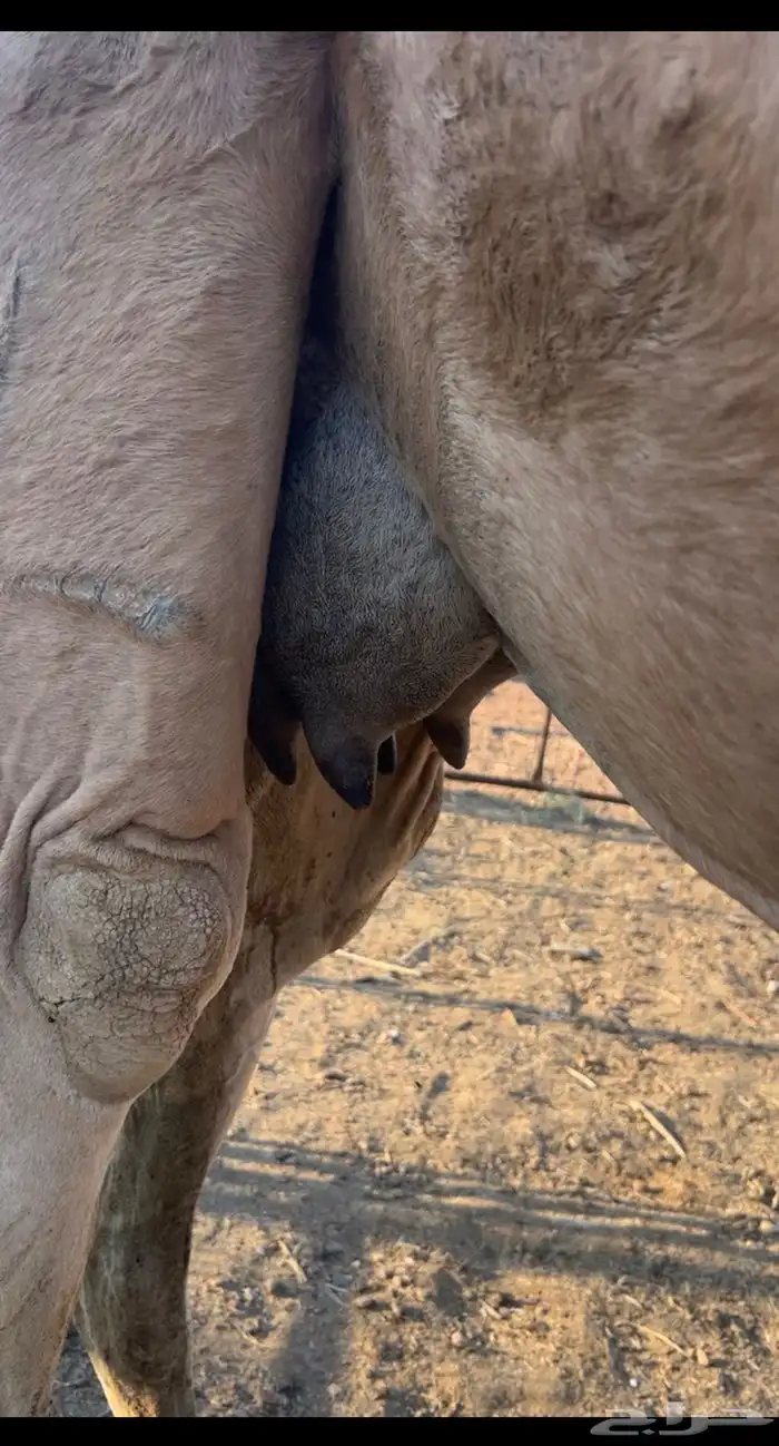 نياق خلفات مصاغير طياب شرط 6