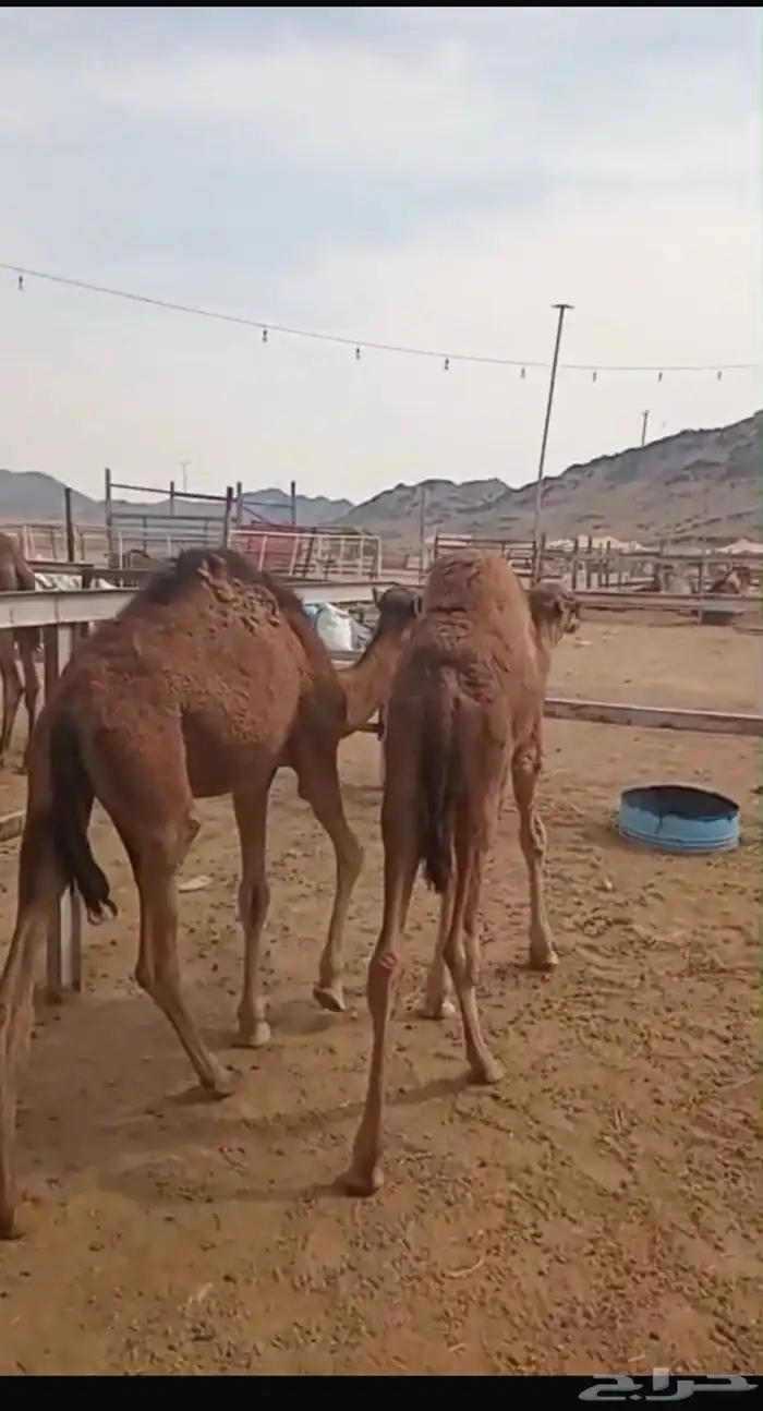 قعدان للبيع 0