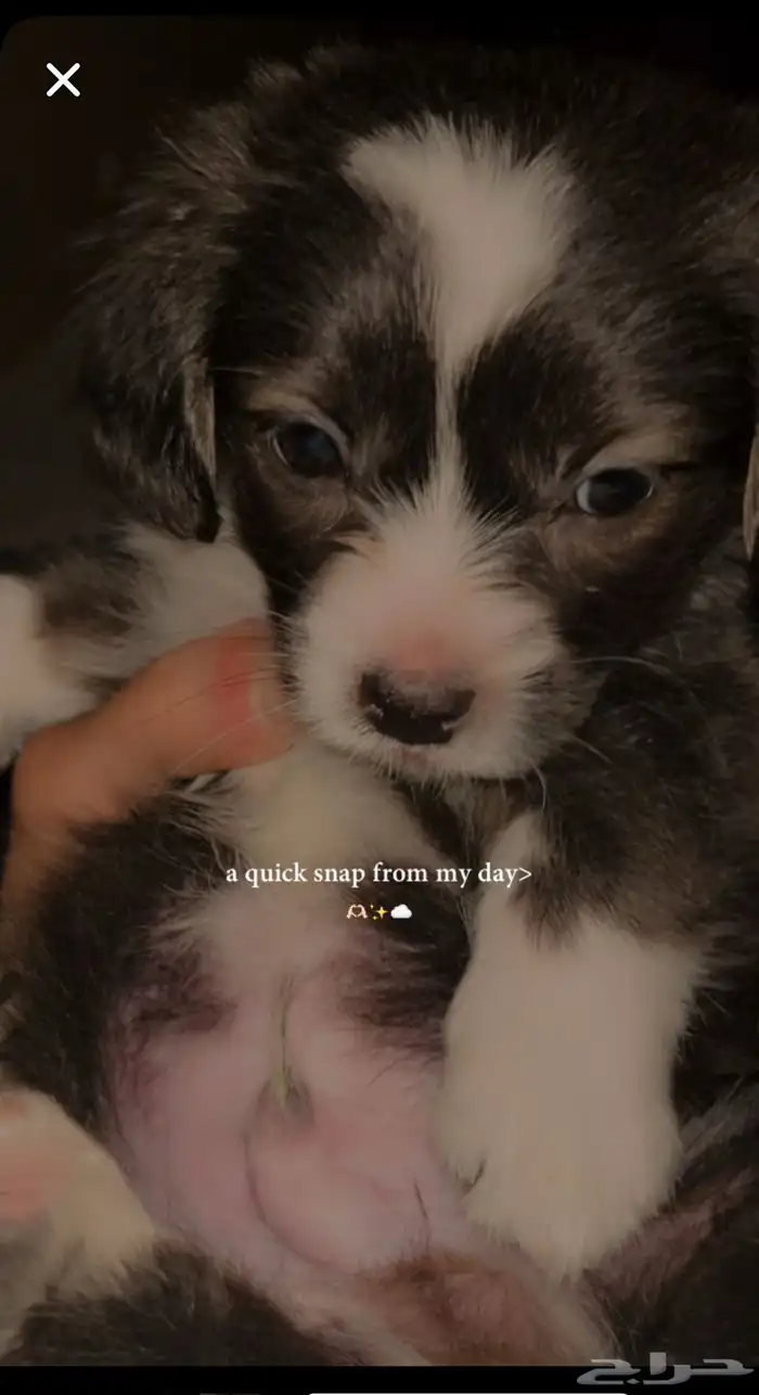 كلب شواوا مع فرنش 2