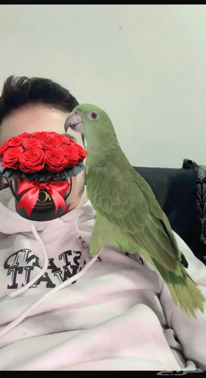 فرخ يلوناب بيور اليف ولعوب وهدد 0