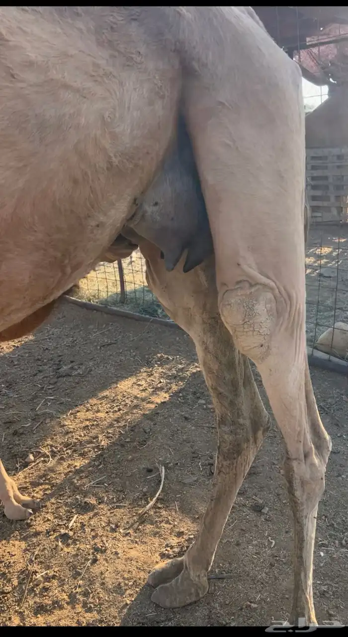 نياق خلفات مصاغير طياب شرط 9