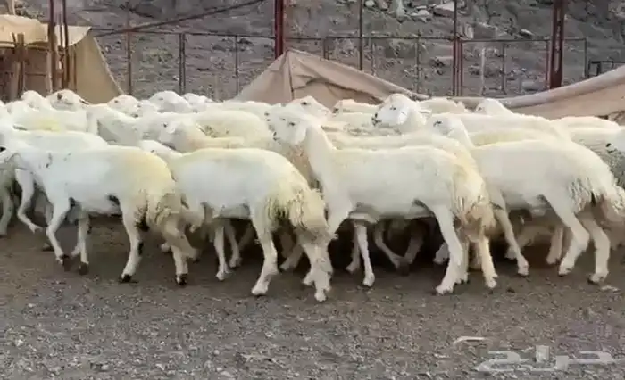 حريات فاخره وسعر طيب 3