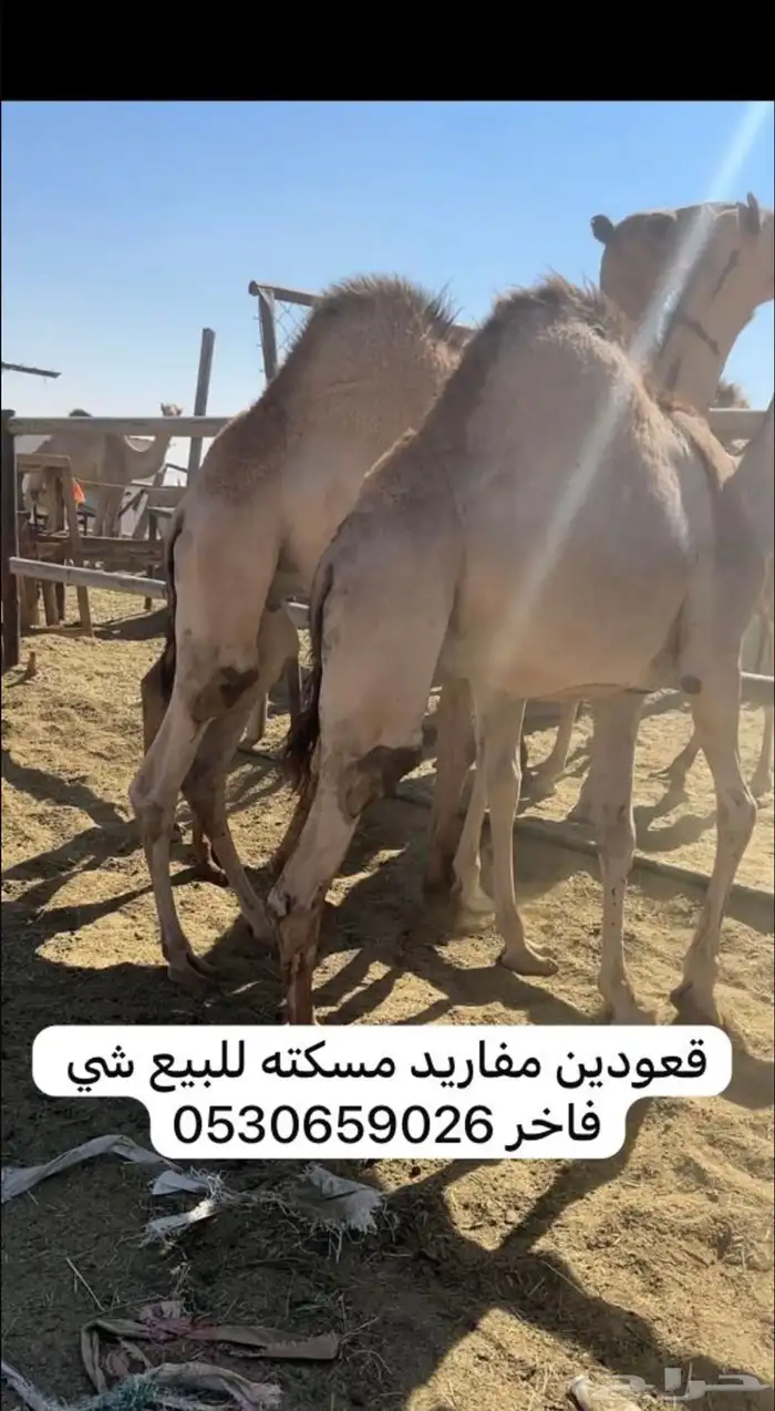 قعودين كفوو للبيع 0