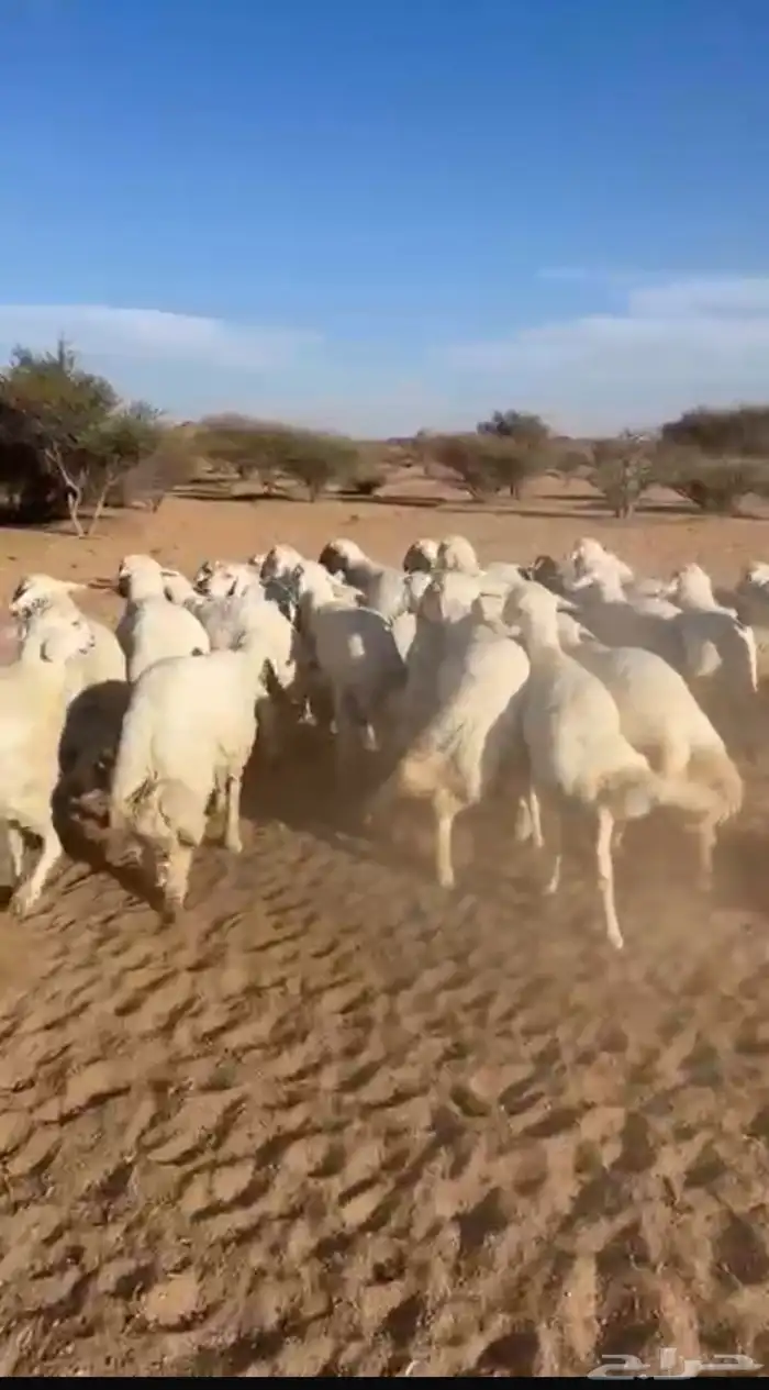 خرفان العدد 35 0