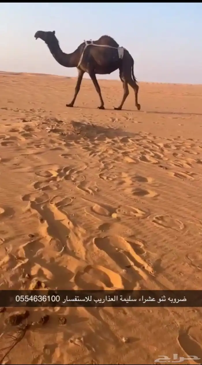 ضروبه عشراء 0