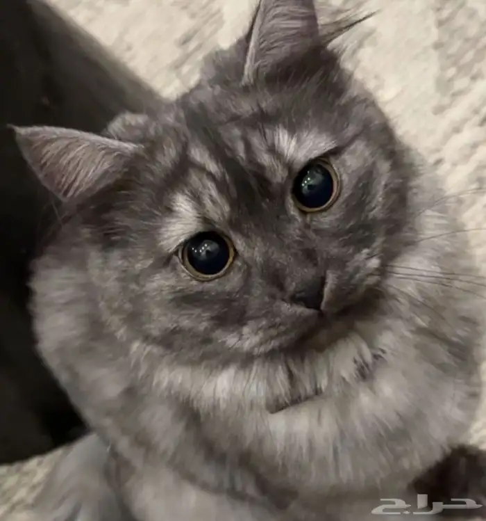 قط شيرازي ذكر 1