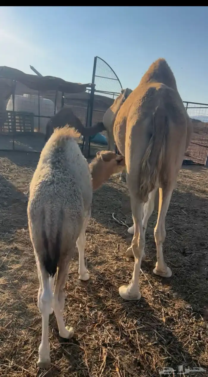 نياق خلفات مصاغير طياب شرط 7