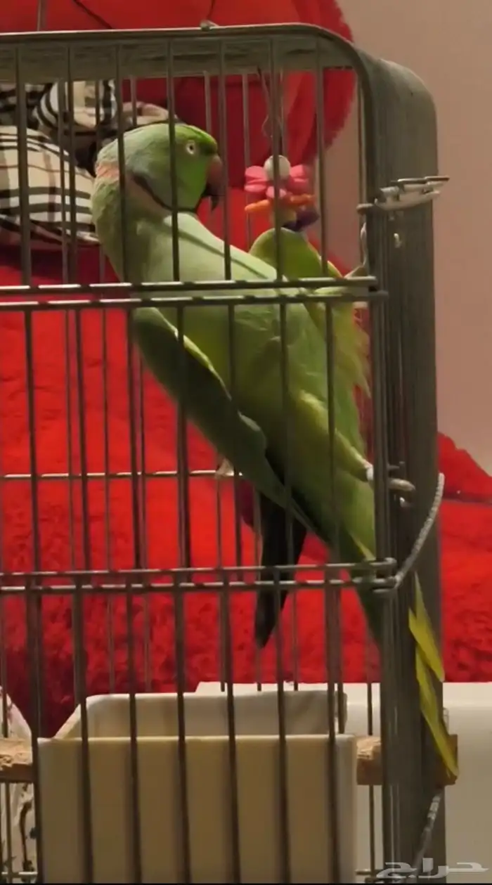 درة أليف متكلم 3