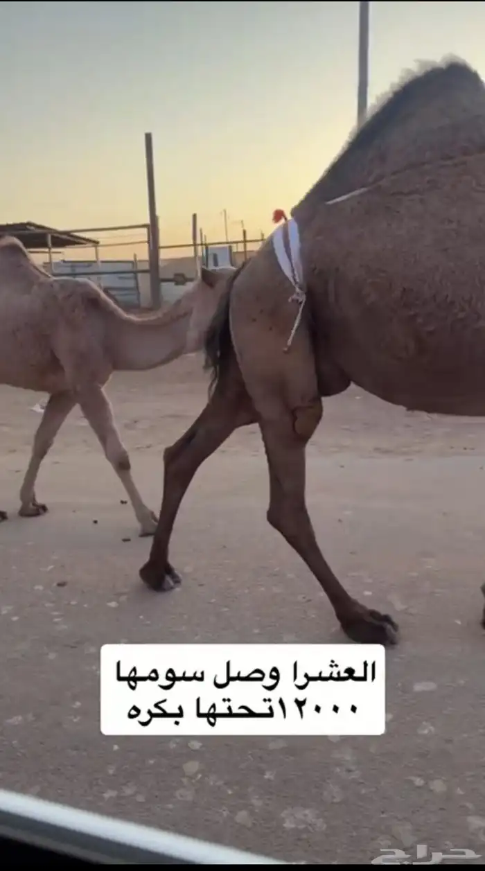 عشراء صفراء ساسها من ابل العجمان طيبه ومنتج تحتها بكره 0