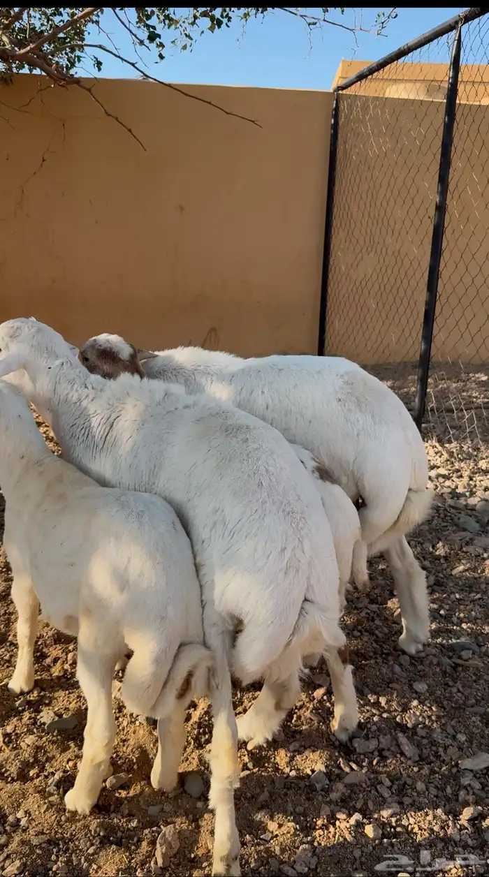 للبيع ذبايح العدد 4 1