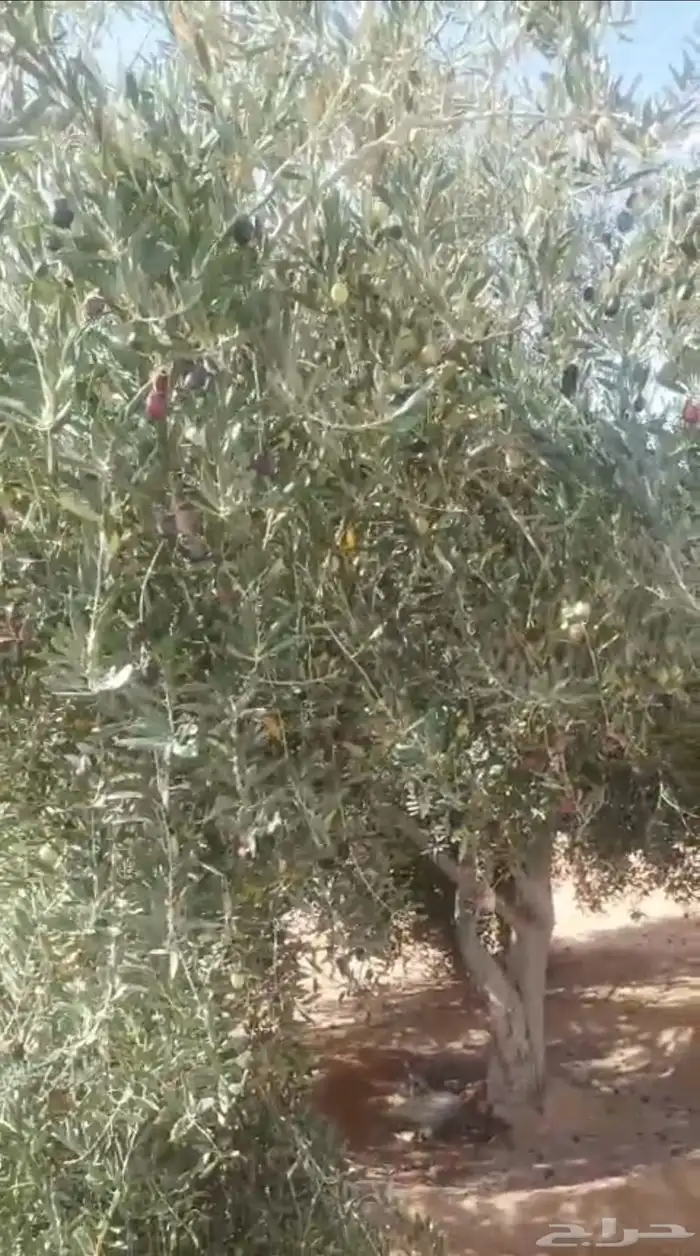 شجر زيتون منتج عمر 10 سنوات اكثر من 2 بوصه 0