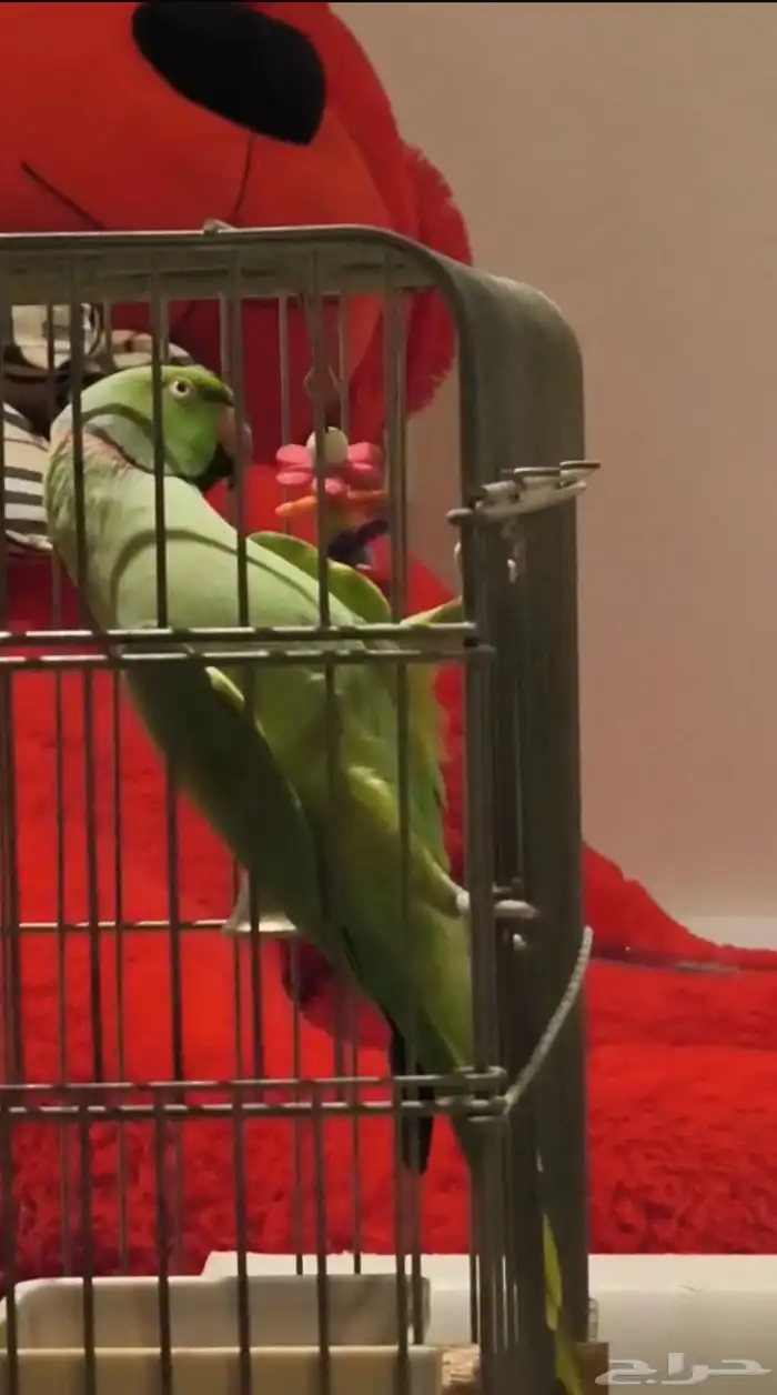 درة أليف متكلم 4