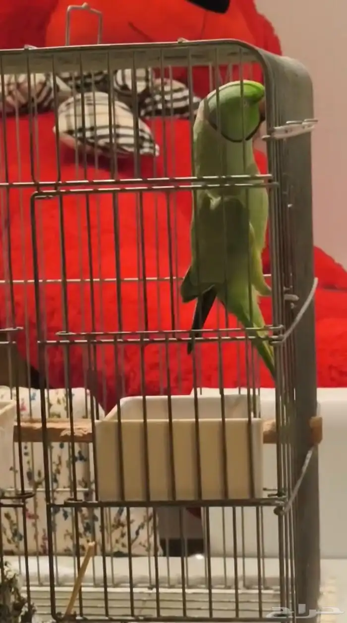 درة أليف متكلم 5