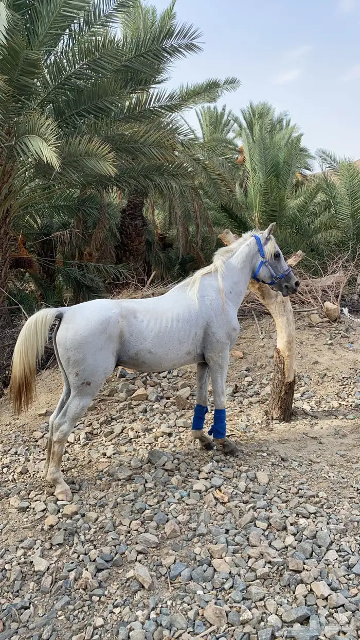 خيل شعبي 5