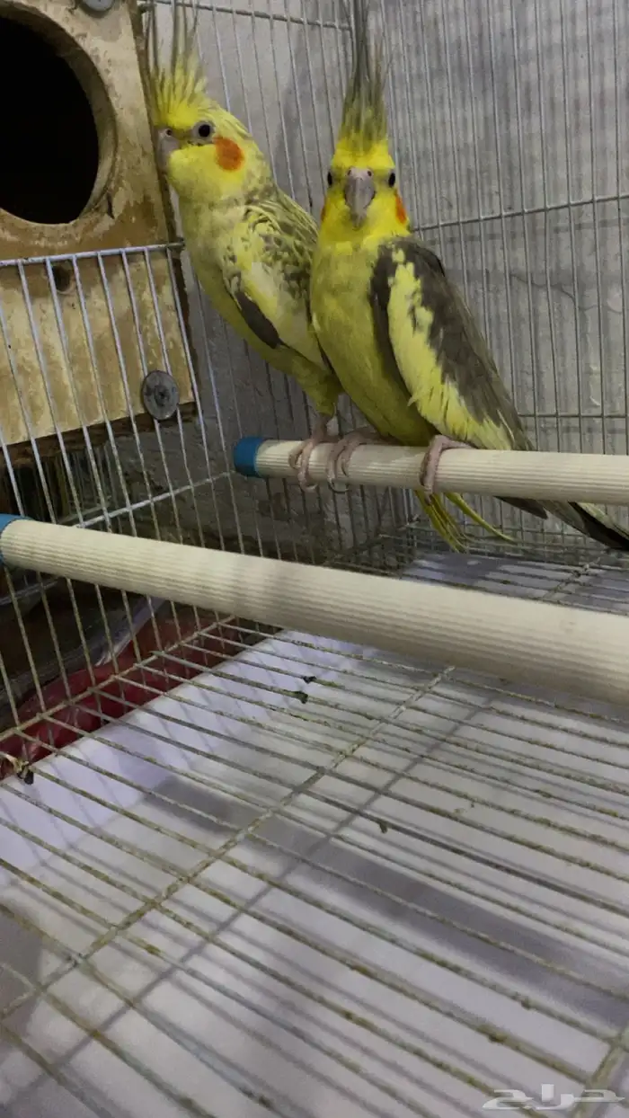 كروان جوز منتج 1