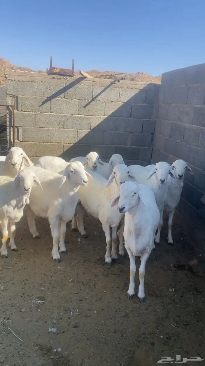 خرفان طليان جبر 1