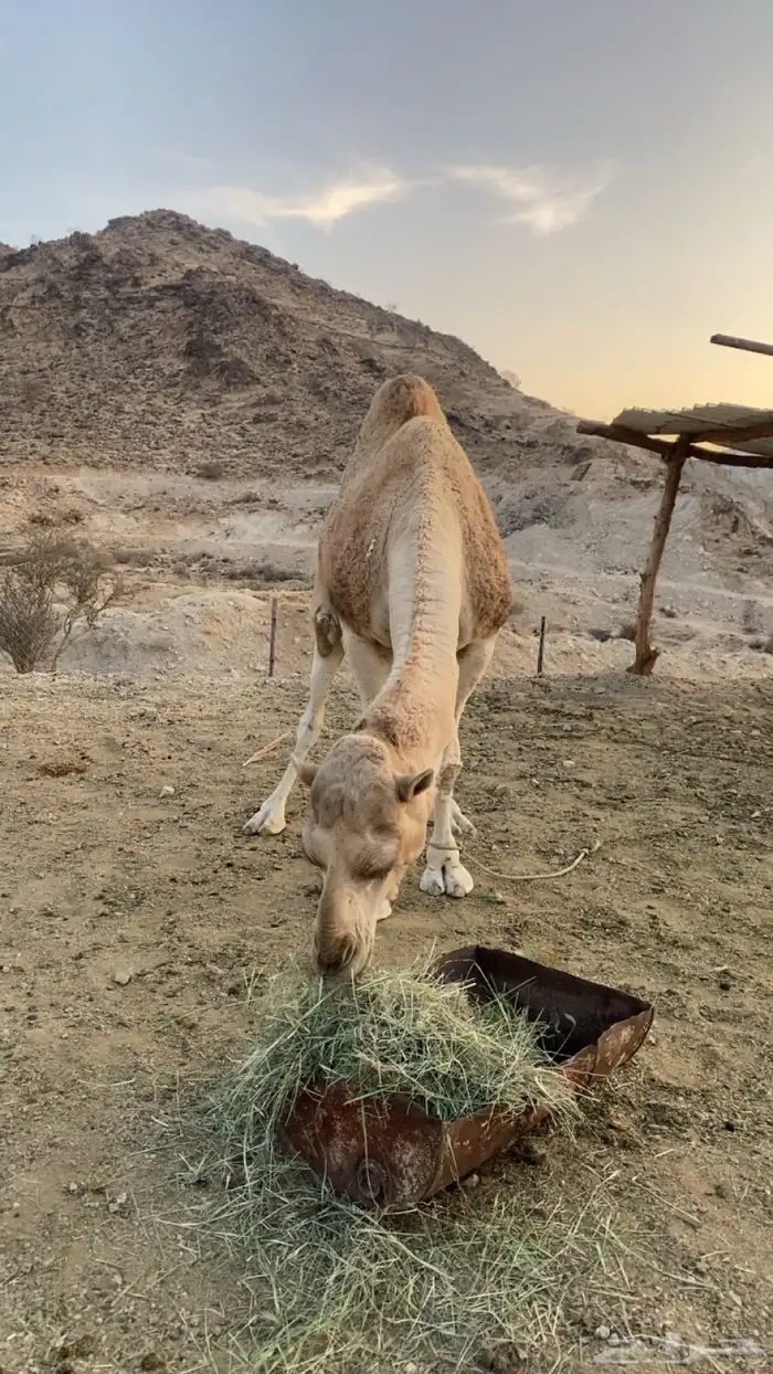 بعير للبيع 0