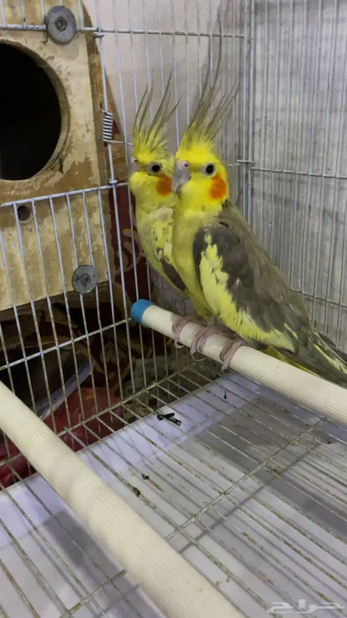 كروان جوز منتج 0