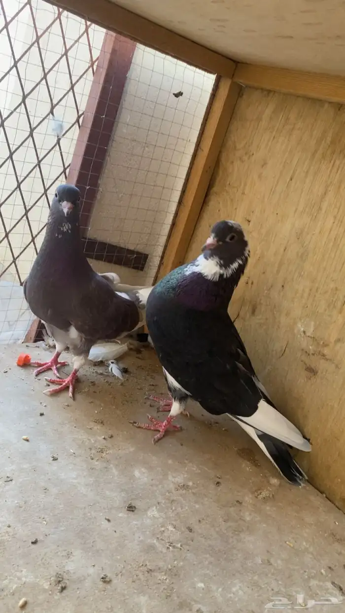 حمام قلابي مع عياله 2