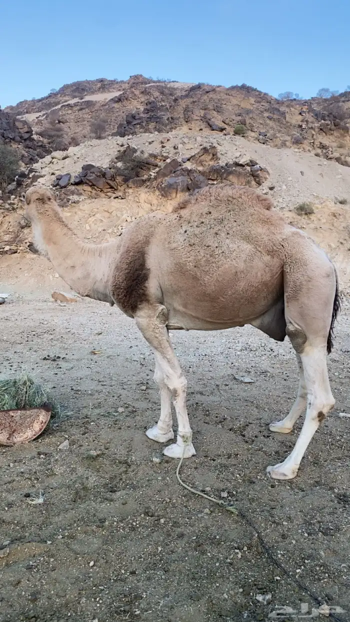 بعير للبيع 1