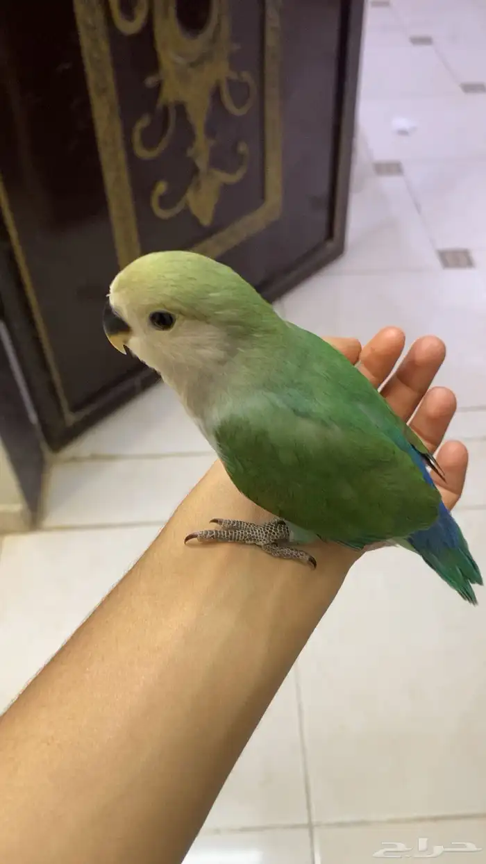 فروخ روز واحد عمره شهر ونص وثاني 3 شهور هدد 1