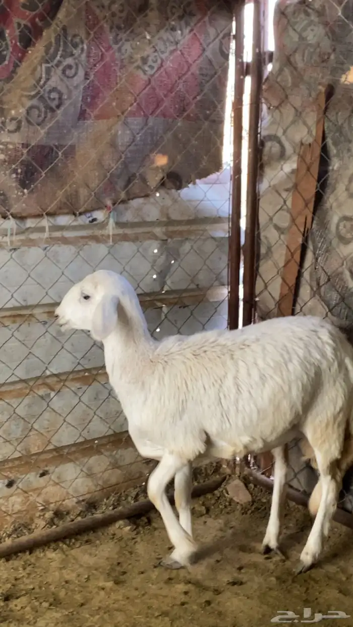 للبيع طلي جذع 4