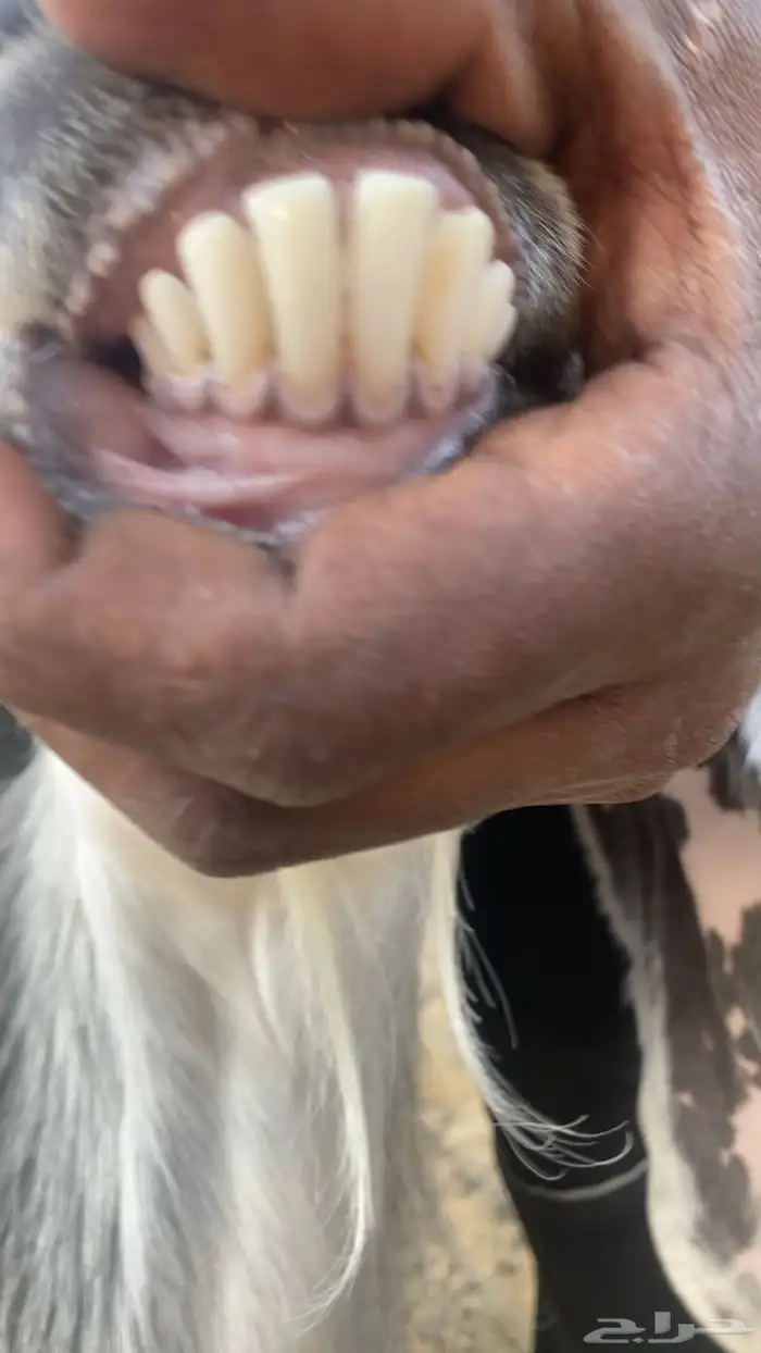 عنز دافع حول 2 شهرين جرم كفو 0