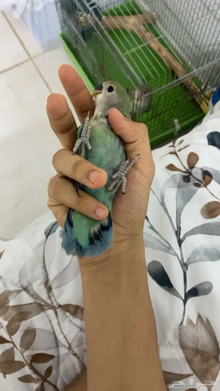 فروخ روز واحد عمره شهر ونص وثاني 3 شهور هدد 0