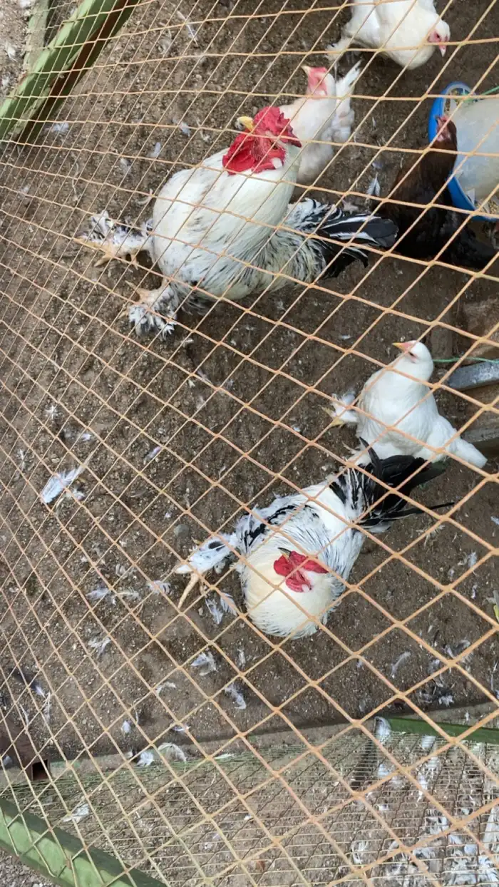 ديوك براهما للبيع 3