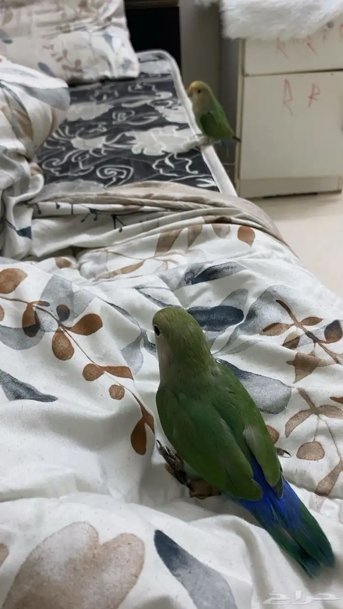 فروخ روز واحد عمره شهر ونص وثاني 3 شهور هدد 3