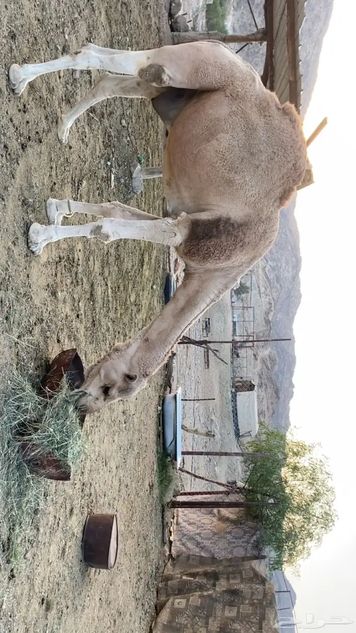 بعير للبيع 2